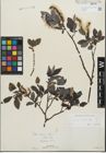 Foto von Salix glabra Scop.